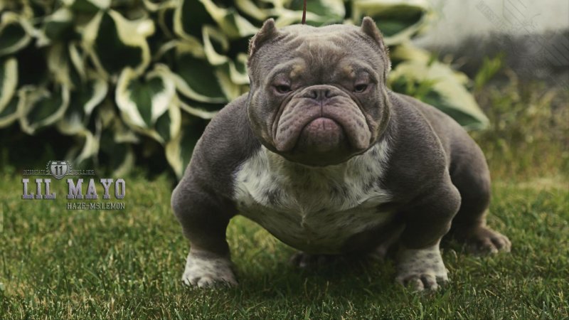 american bully exotic