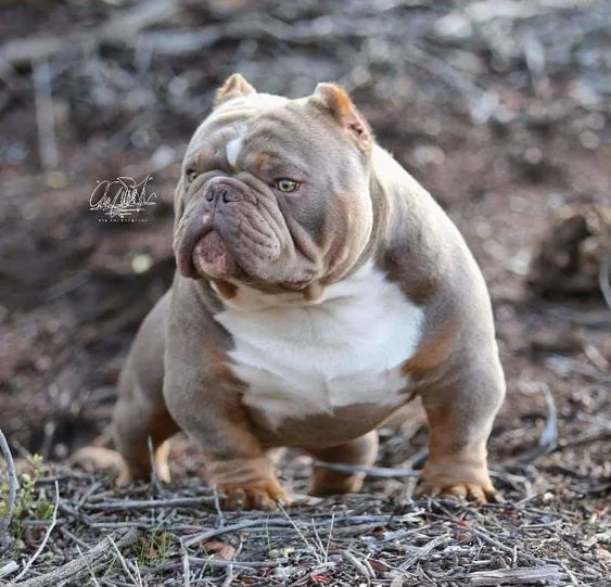 American Bully Exotic