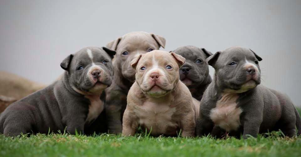 Problemas de saúde do american bully micro - MICRO BULLY