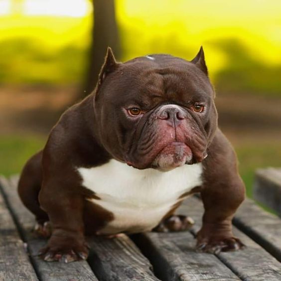 Exotic Bully